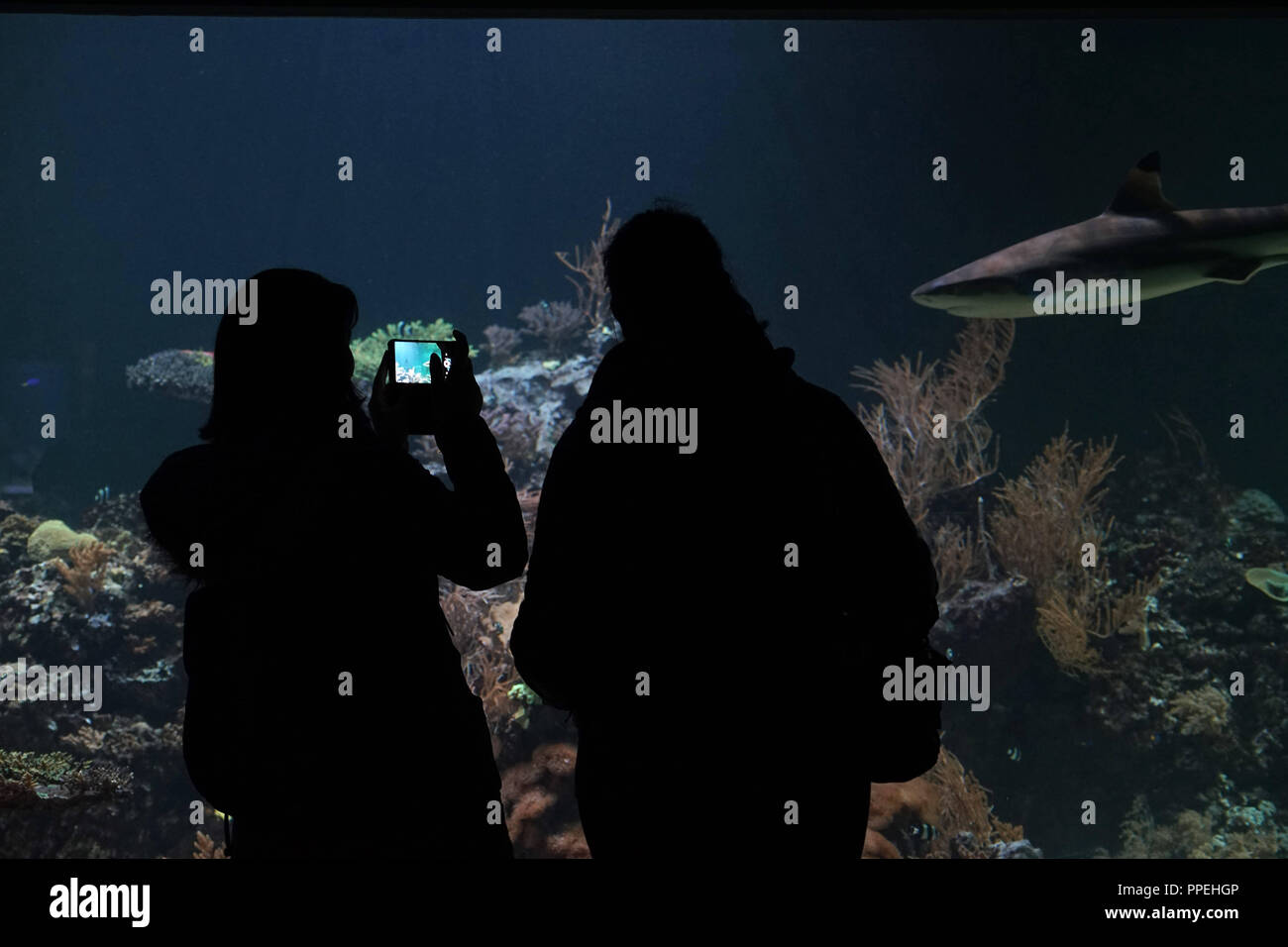Visitors in front of a basin with sharks. Aquarium at Tierpark Hellabrunn (Hellabrunn Zoo). Stock Photo