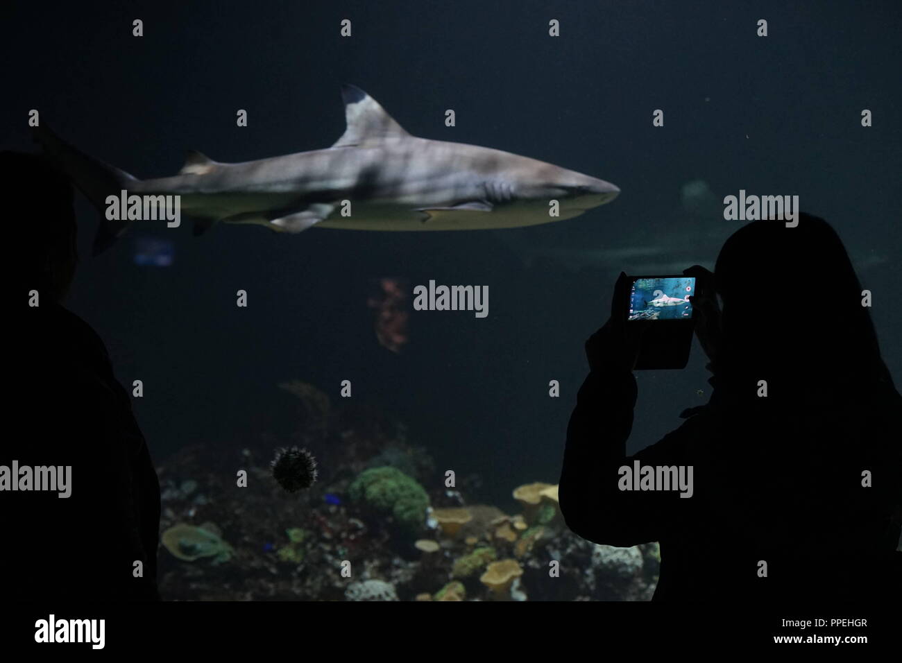 Visitors in front of a basin with sharks. Aquarium at Tierpark