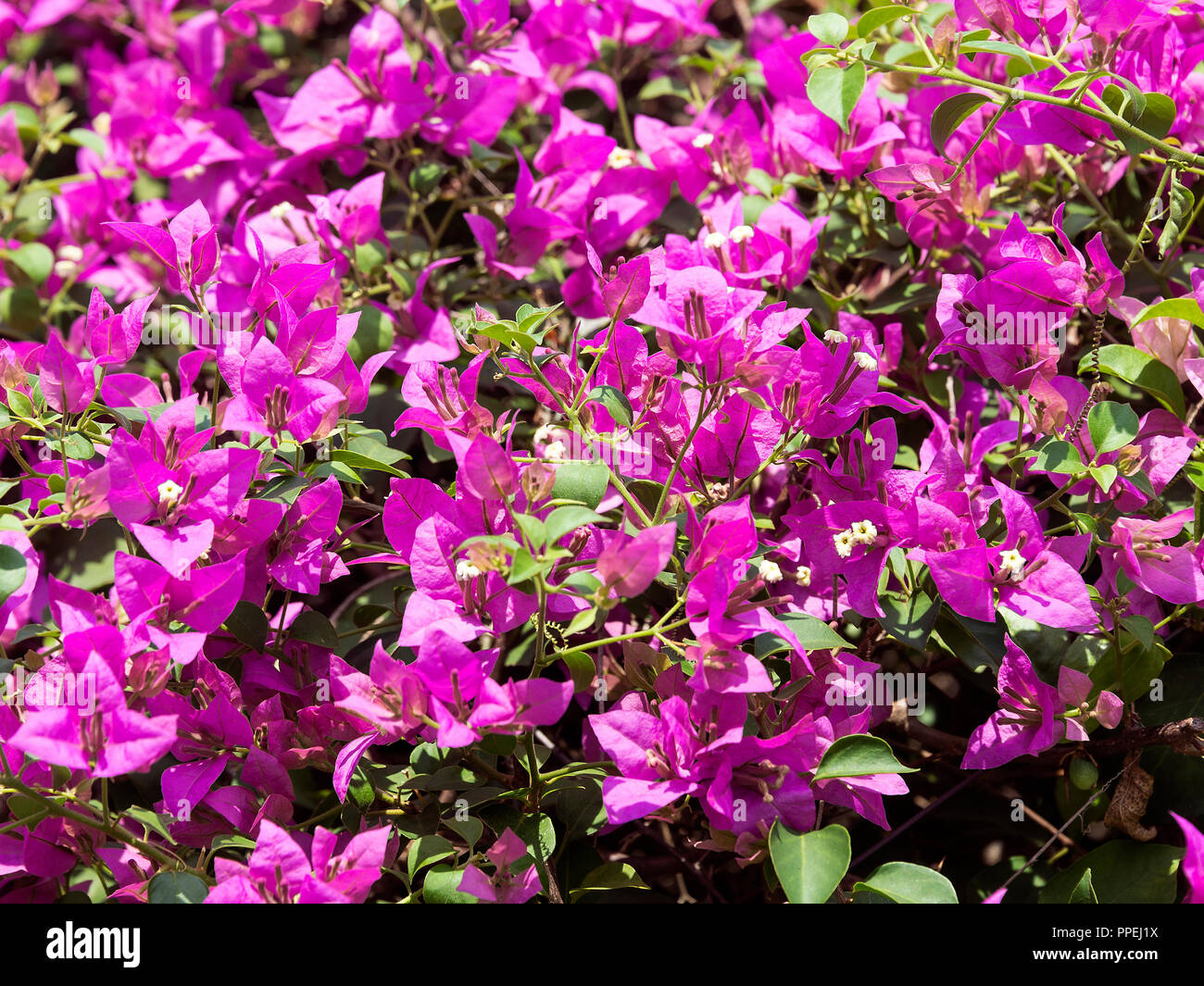 Closeup of  Beautiful Purple Bougainvillea Floral Bracts in the Grounds of Parliament House Singapore  Republic of Singapore Asia Stock Photo