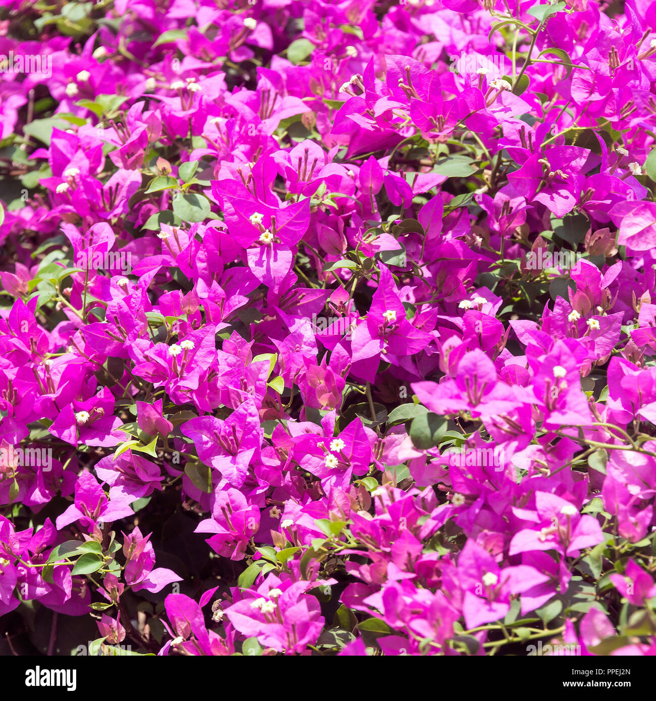 Closeup of  Beautiful Purple Bougainvillea Floral Bracts in the Grounds of Parliament House Singapore  Republic of Singapore Asia Stock Photo