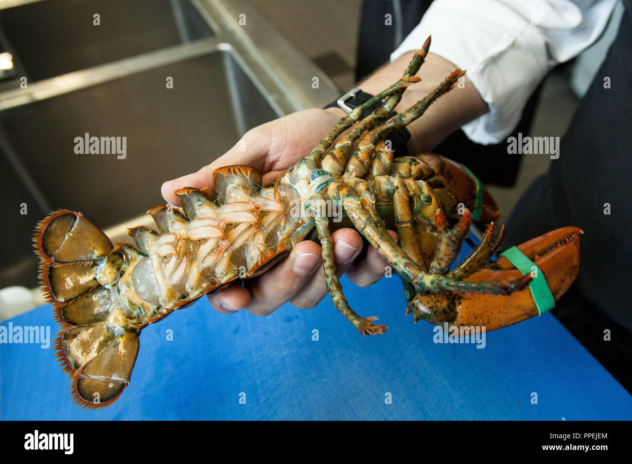 Chef Thomas Forster Preparing Lobsters In The Kitchen Of The Daily Businessrestaurant And Eventlocation Of Dahlmann Catering In The Highlight Towers Stock Photo Alamy