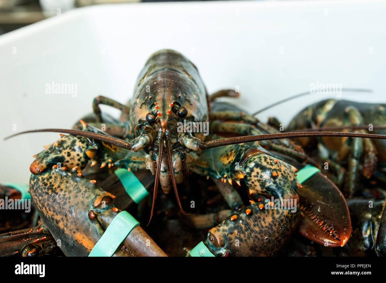 Chef Thomas Forster Preparing Lobsters In The Kitchen Of The Daily Businessrestaurant And Eventlocation Of Dahlmann Catering In The Highlight Towers Stock Photo Alamy