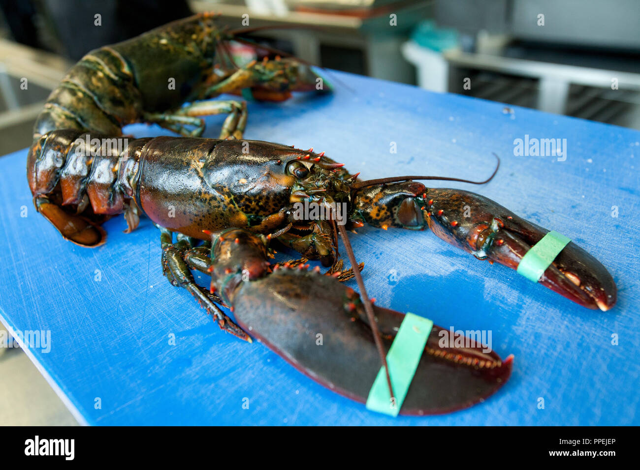 Chef Thomas Forster Preparing Lobsters In The Kitchen Of The Daily Businessrestaurant And Eventlocation Of Dahlmann Catering In The Highlight Towers Stock Photo Alamy