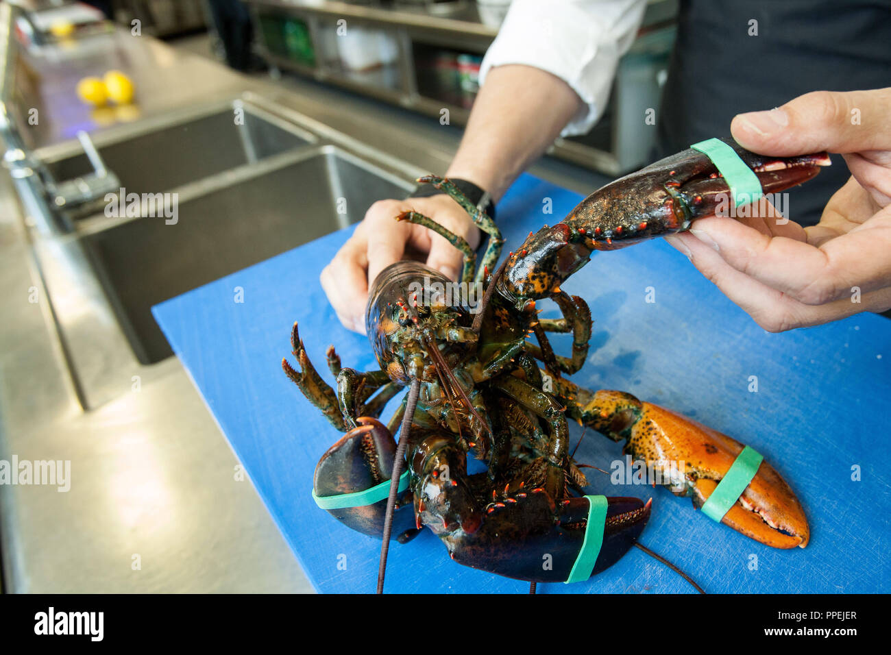 Chef Thomas Forster Preparing Lobsters In The Kitchen Of The Daily Businessrestaurant And Eventlocation Of Dahlmann Catering In The Highlight Towers The Picture Shows Two Tied Still Living Lobsters Stock Photo