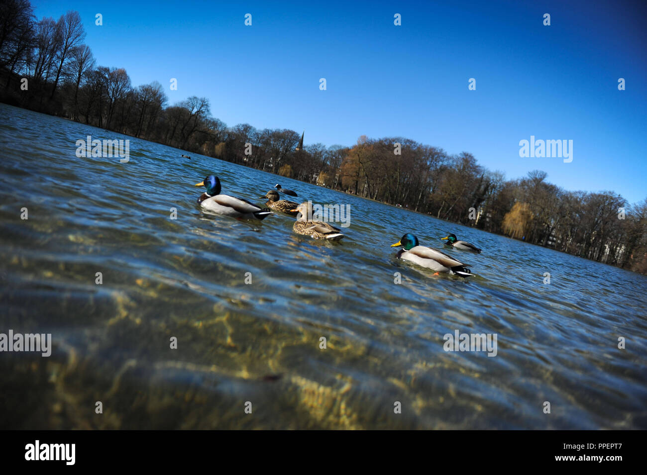 Ducks swimming in the Kleinhesseloher Lake in the English Garden
