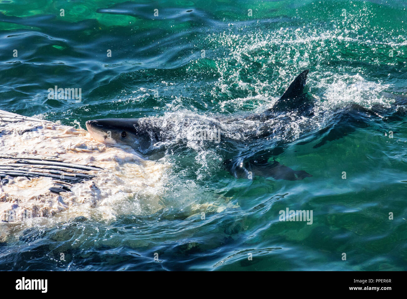 Great White Shark feeding on whale carcuss Stock Photo - Alamy