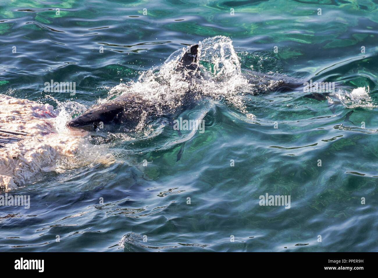 Great White Shark feeding on whale carcuss Stock Photo - Alamy