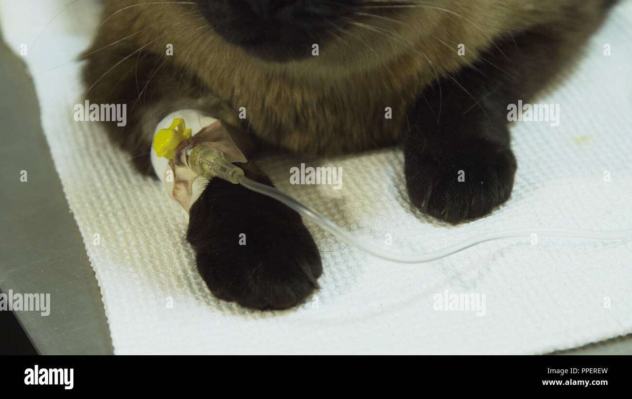 Intravenous Cannula Stock Photos & Intravenous Cannula Stock Images Alamy