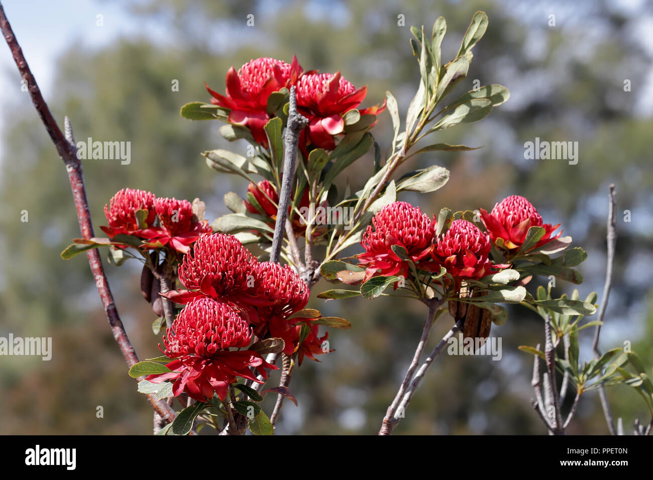 Waratah Stock Photo