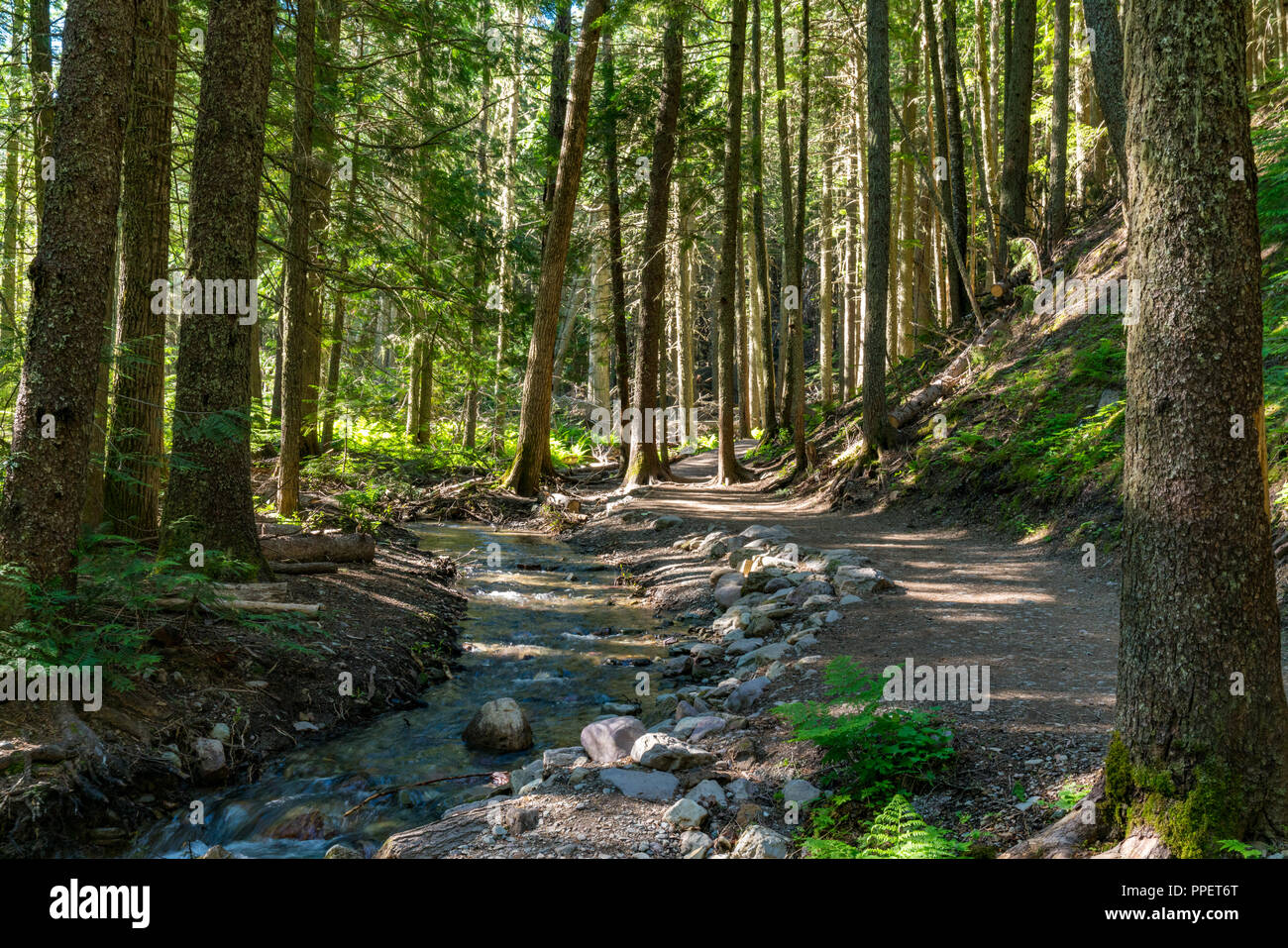 Hiking trail through the forest in Glacier National Park, Montana Stock Photo