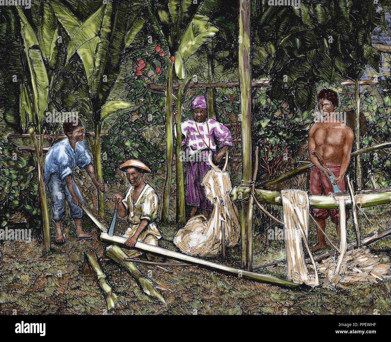 Philippines. Natives cutting abaca. Colored engraving. "The Spanish and American Illustration," 1876. Stock Photo