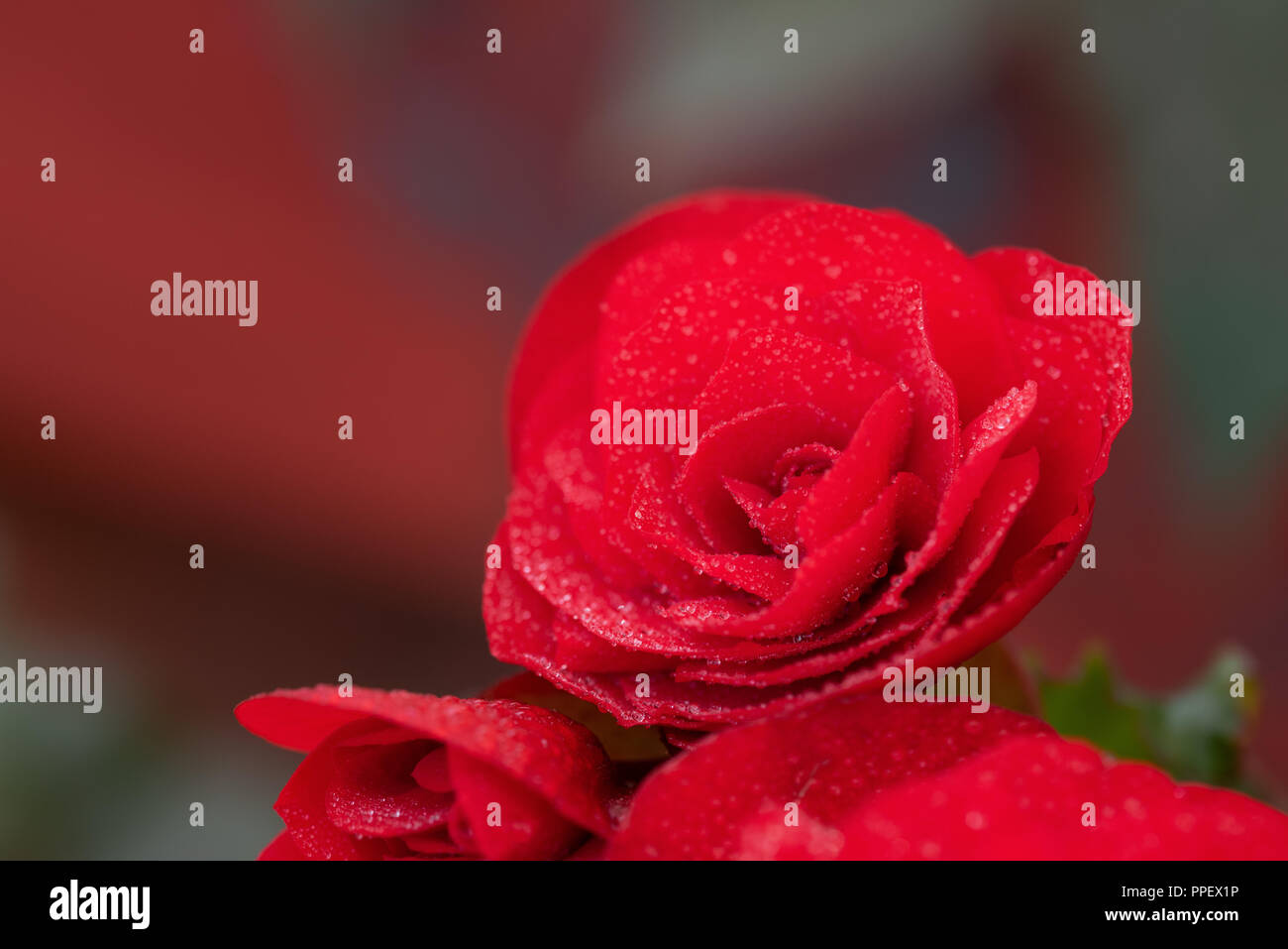 Beautiful red rose close up hi-res stock photography and images - Alamy