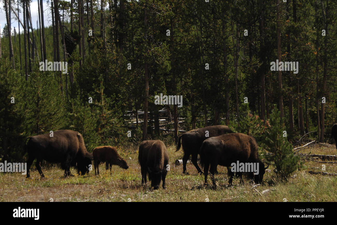 AMERICAN BISON (Bison bison). YELLOWSTONE NATIONAL PARK (World Heritage). U.S. Stock Photo