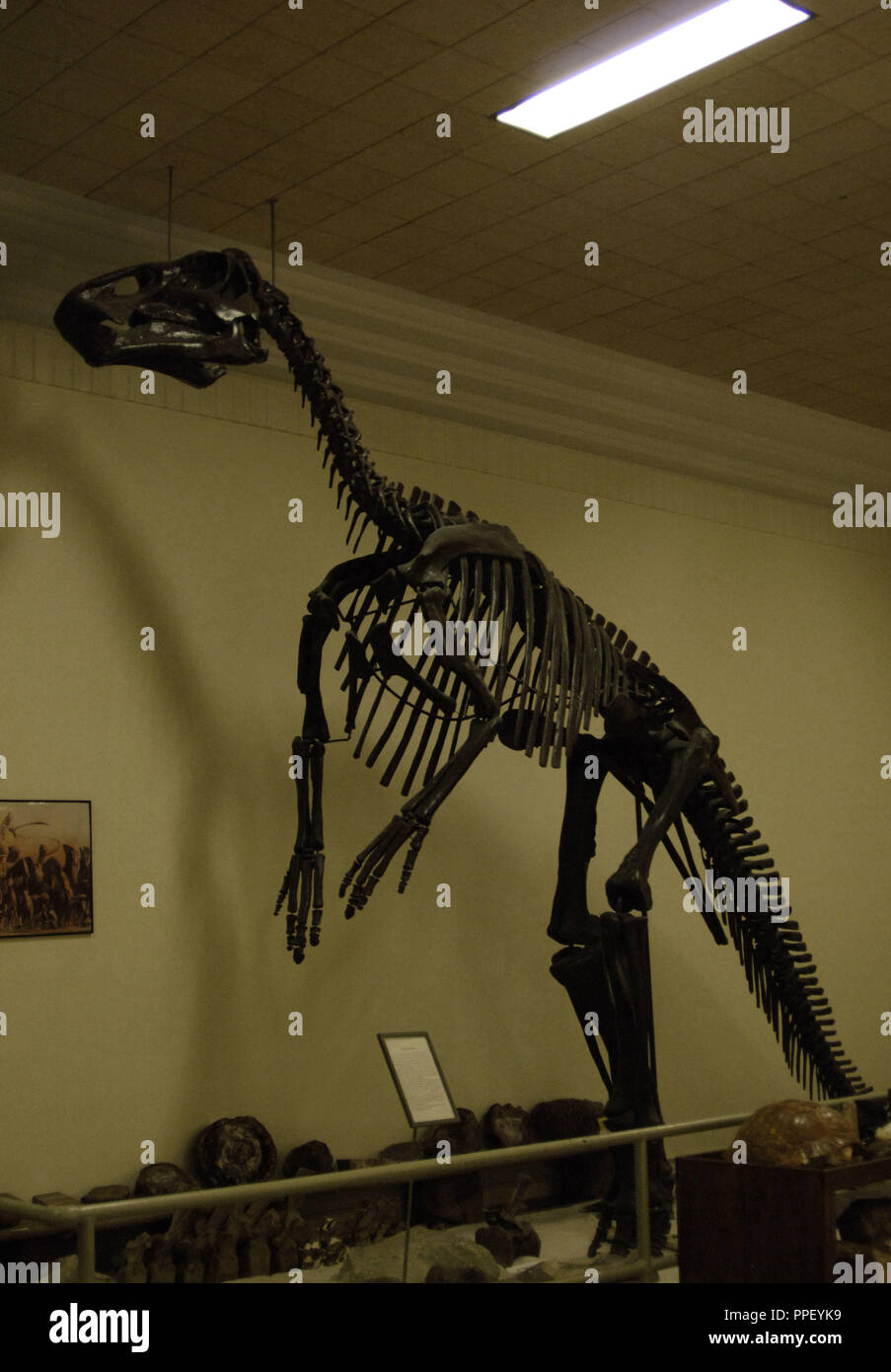 Edmontosaurio hires stock photography and images Alamy