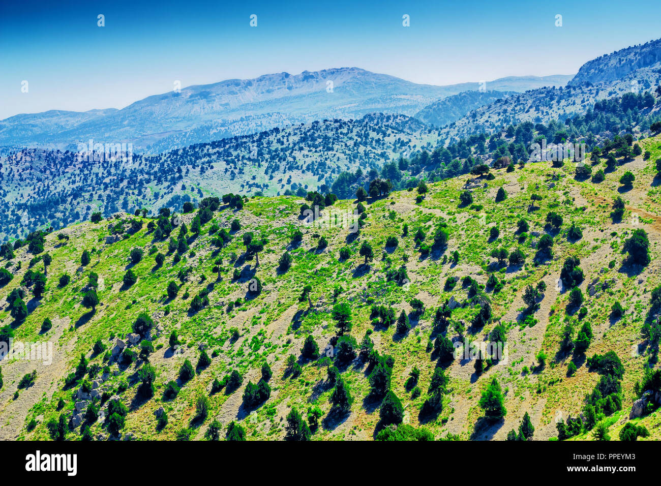 instruktør Gå i stykker kølig Cedar forest in Lebanese mountains, Lebanon. Nature in Lebanon Stock Photo  - Alamy