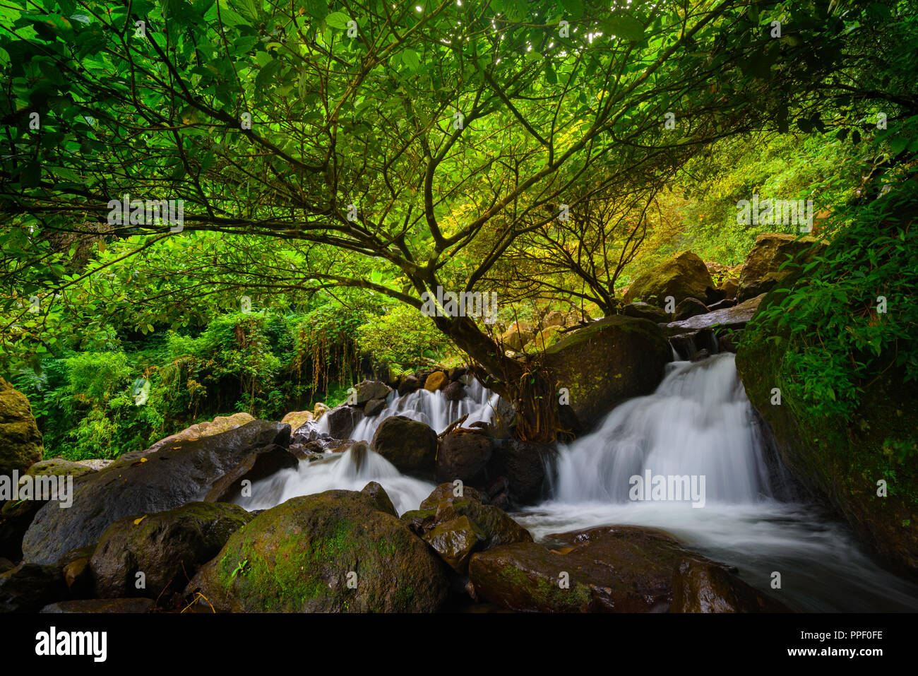 Beautiful tree covering the small waterfall Stock Photo