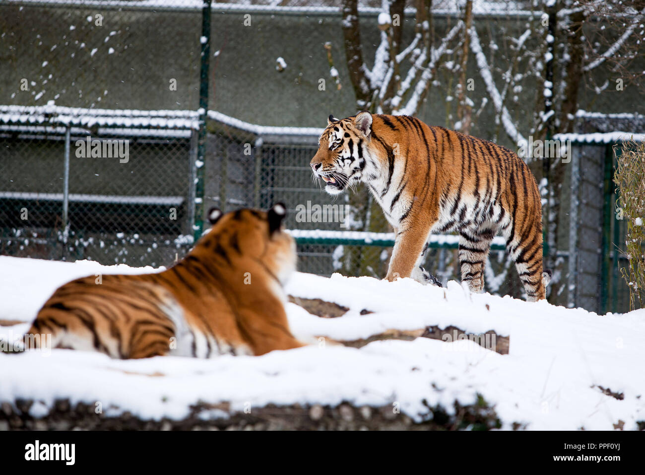Siberian tigers in the snowy Munich Zoo Tierpark Hellabrunn. Stock Photo