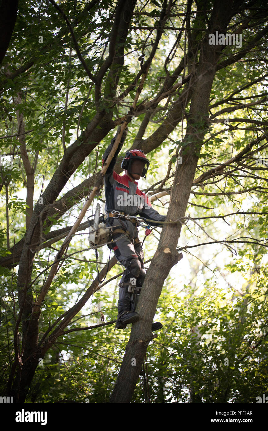 Man climbs up on a tree. Man is wearing safety equipment clothes Stock Photo
