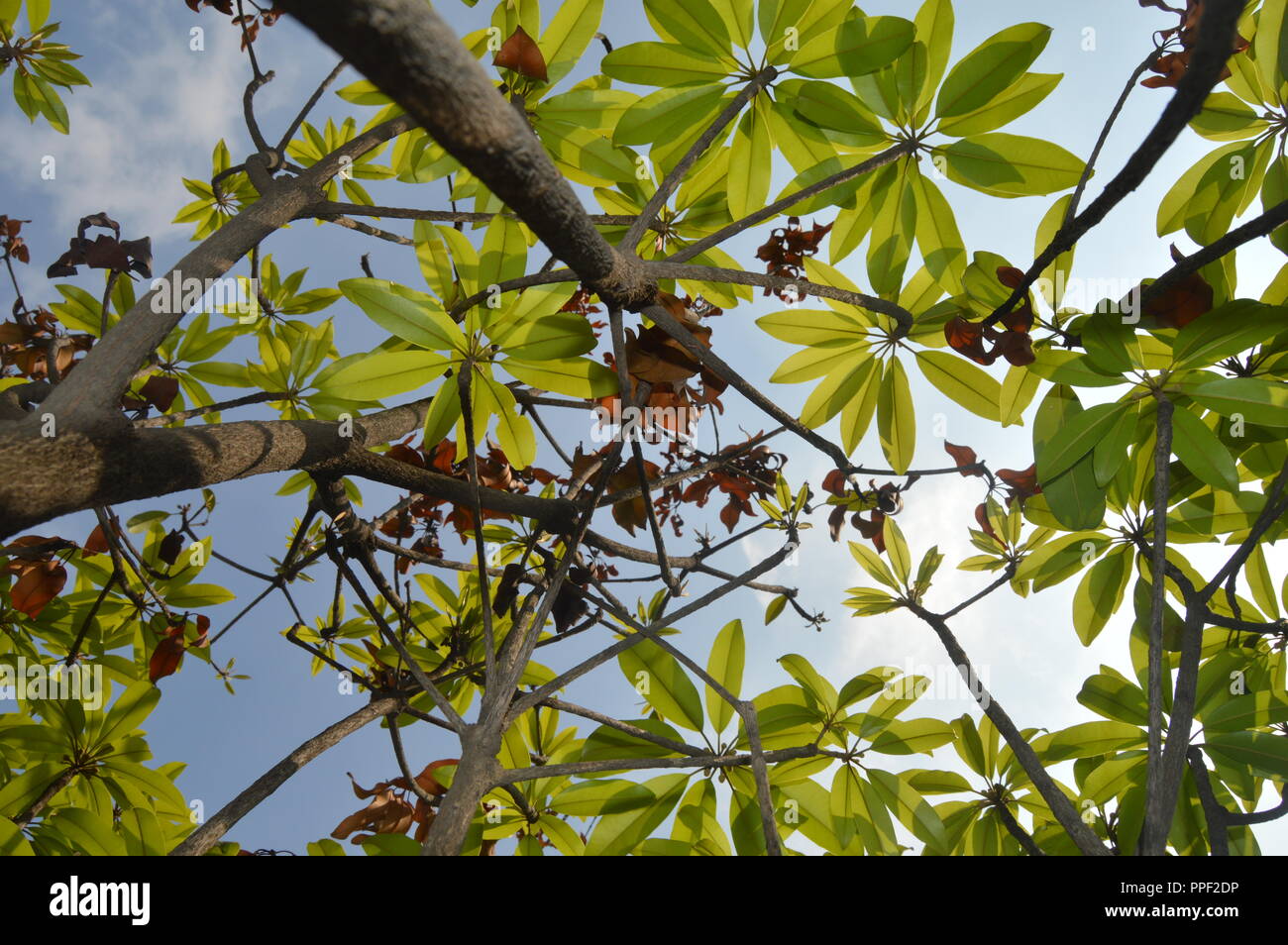 Green Tree ,Leaves ,BD ,Beautiful tree Stock Photo