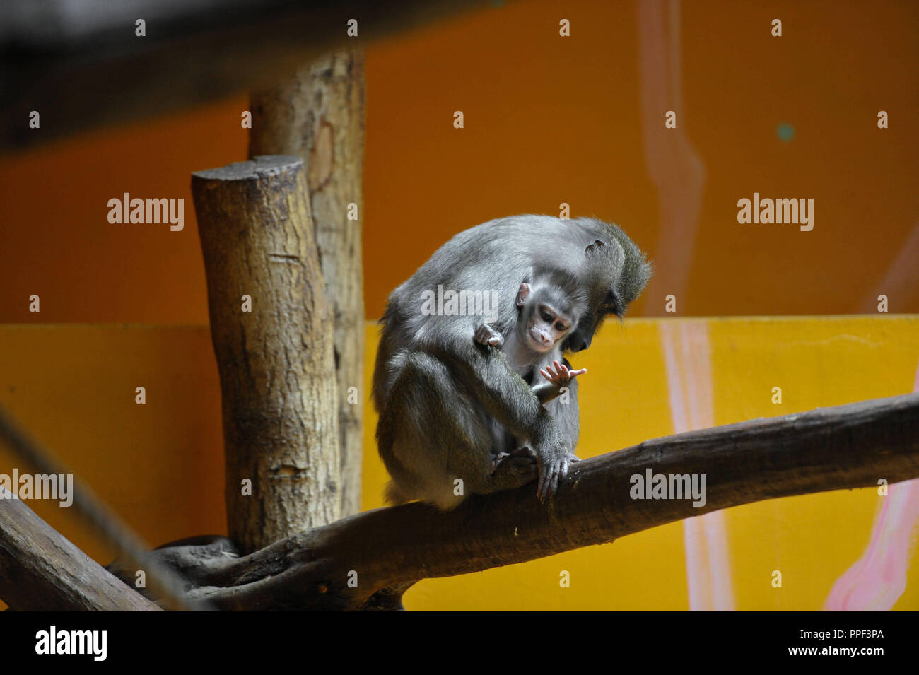 Baby drill monkey with punk hairstyle. Mum Afi (7) and dad Bakut (10) are  the proud parents. The sponsor of the youngest drill of Hellabrunn Zoo,  whose existence is severely threatened in