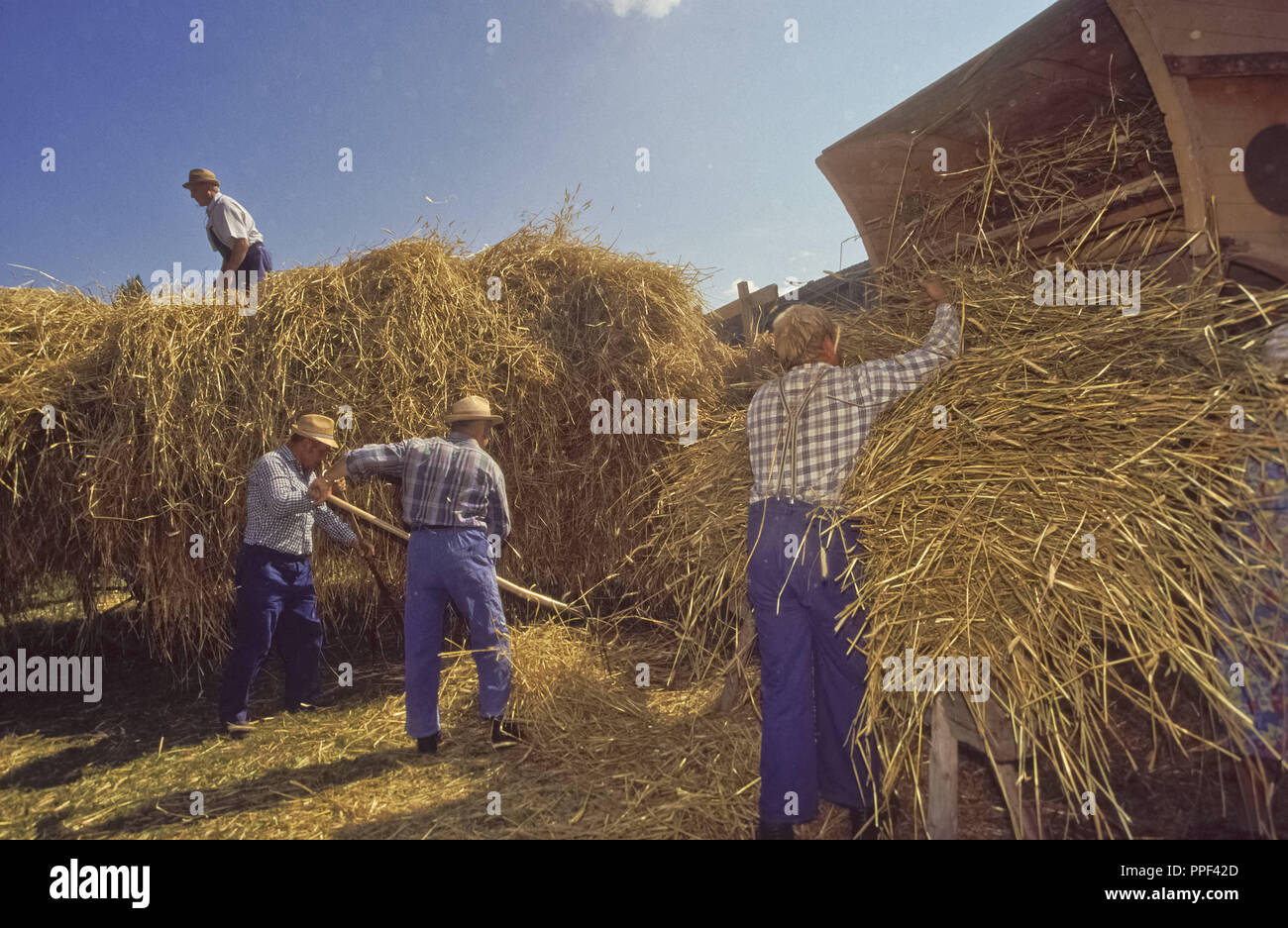 In the Farm Museum the steam engine operates the threshing cart for the