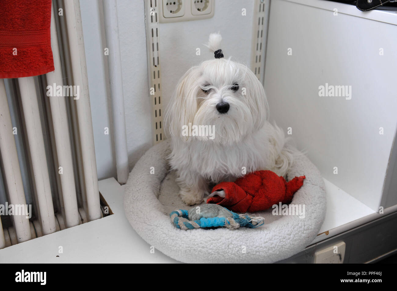 Lenny dog in his basket in the Pasinger Fabrik. Stock Photo