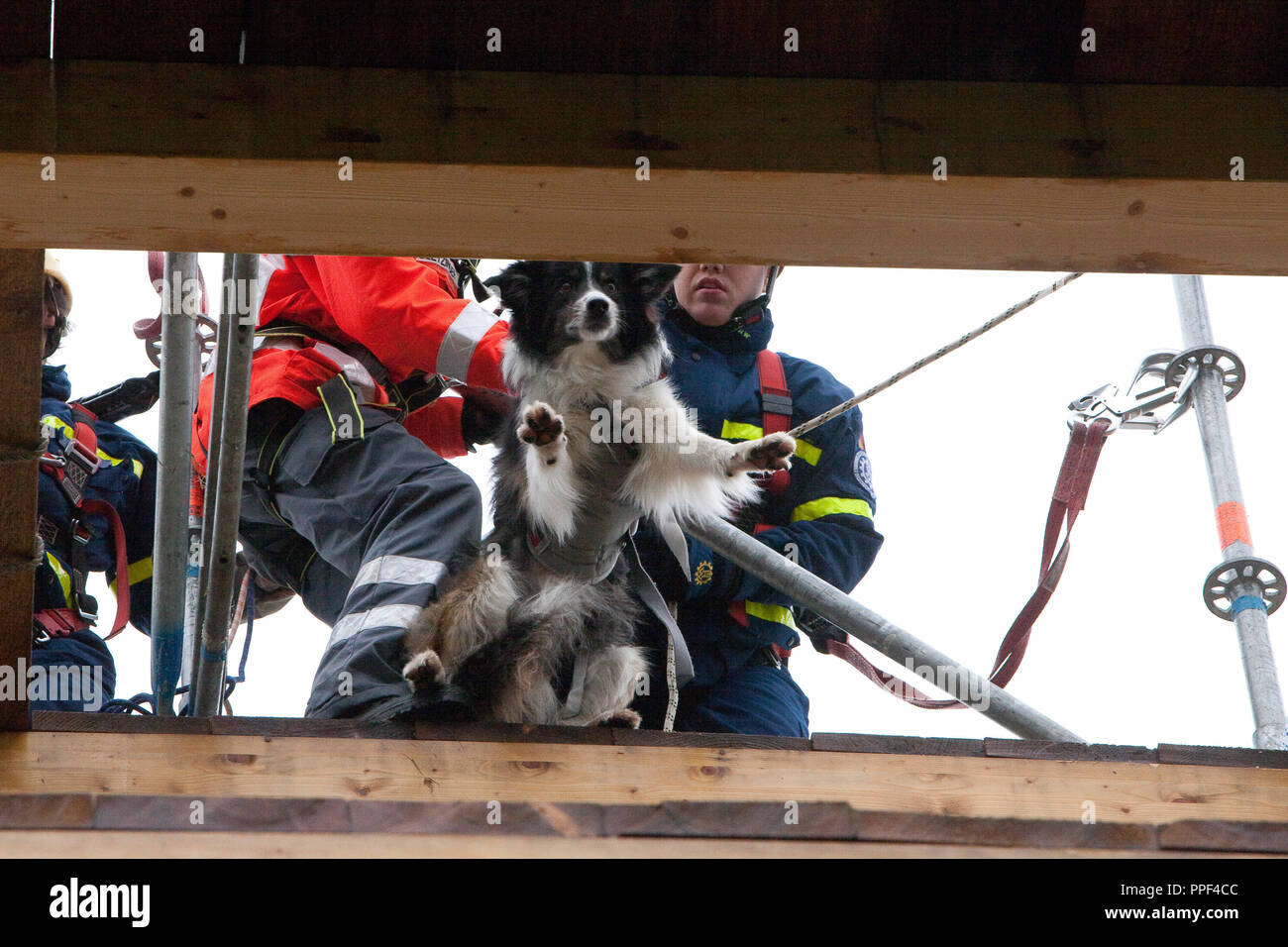 Germany-wide disaster management exercise for rescue dog handlers, organized by the Johanniter Hundestaffel Muenchen. The 'team' dog and the dog handler or mistress must overcome a high obstacle (in the exercise a tower) fastened to a cableway, because it is suspected that people are buried behind it. As they arrive to the tower, they are verified in the middle of the tower and then are let down again. Stock Photo