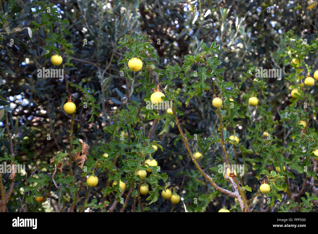devil´s apple poisonous weed bearing tomato-like yellow ripe fruits, solanum linnaeanum shrub with ripe yellow fruits in late summer in sardinia Stock Photo