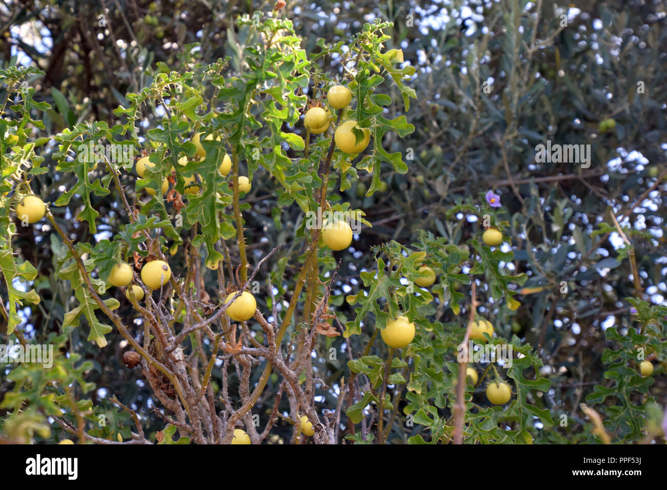 solanum linnaeanum shrub with ripe yellow fruits in late summer in sardinia, highly toxic tomato-like plant with big yellow thorns and purple flowers Stock Photo