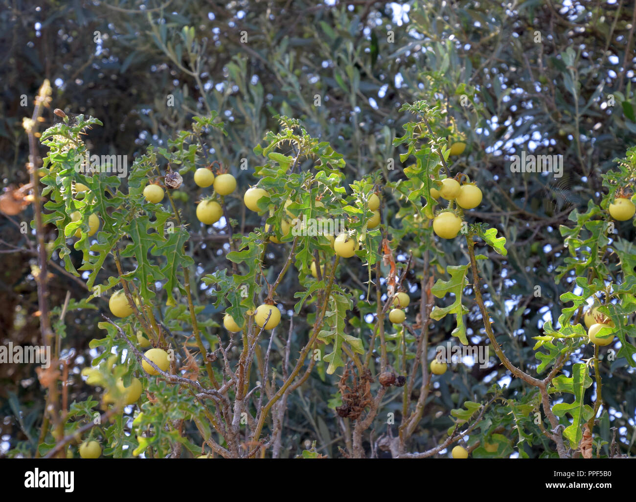 big shrub of devil´s apple, solanum linnaeanum shrub with ripe yellow fruits in late summer in sardinia Stock Photo
