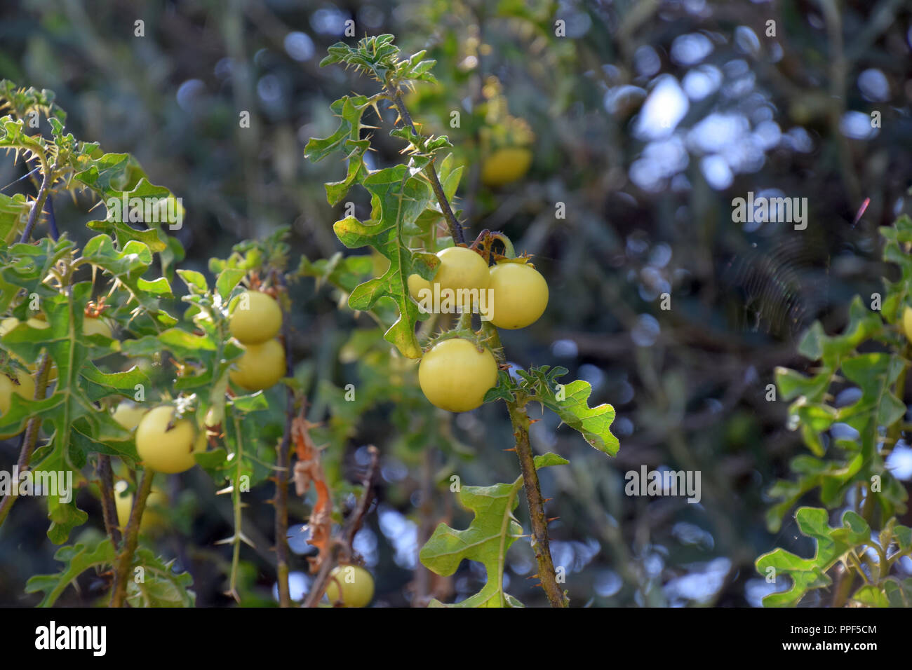 ripe highly toxic fruits of devil´s apple plant, solanum linnaeanum shrub with ripe yellow fruits in late summer in sardinia Stock Photo