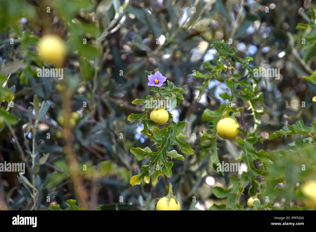 ripe fruits and purple flowers of a devil´s apple weed, solanum linnaeanum shrub with ripe yellow fruits in late summer in sardinia Stock Photo