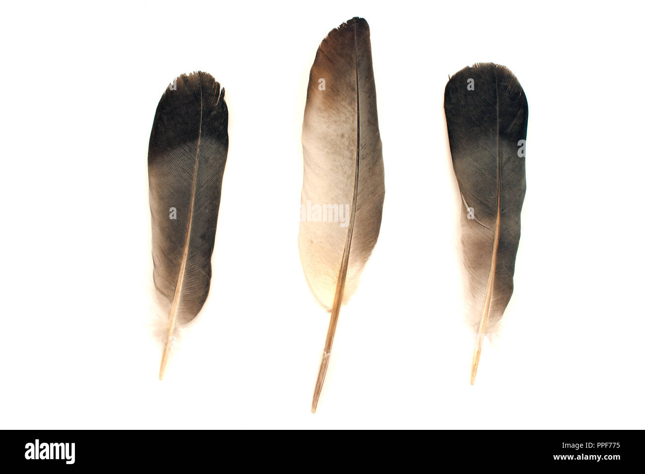 Feathers isolated on white background Stock Photo - Alamy