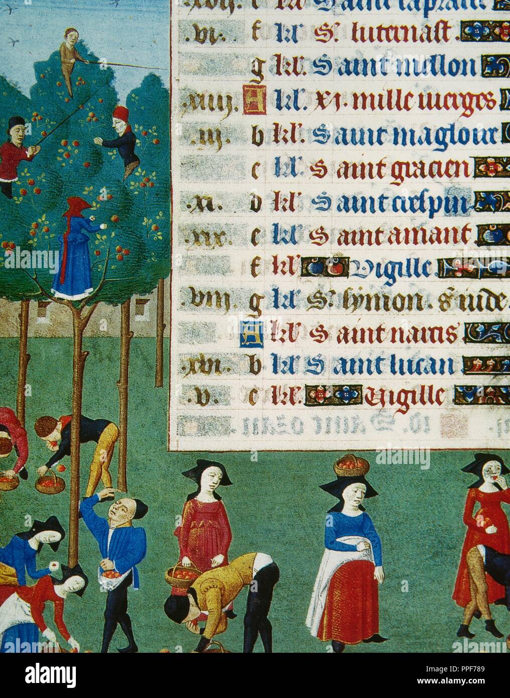 Book of hours by Master d'Alelaide of Savoia (15th century). Detail. Harvesting of pears and apples. Late gothic style. Conde Museum. Chantilly. France. Stock Photo