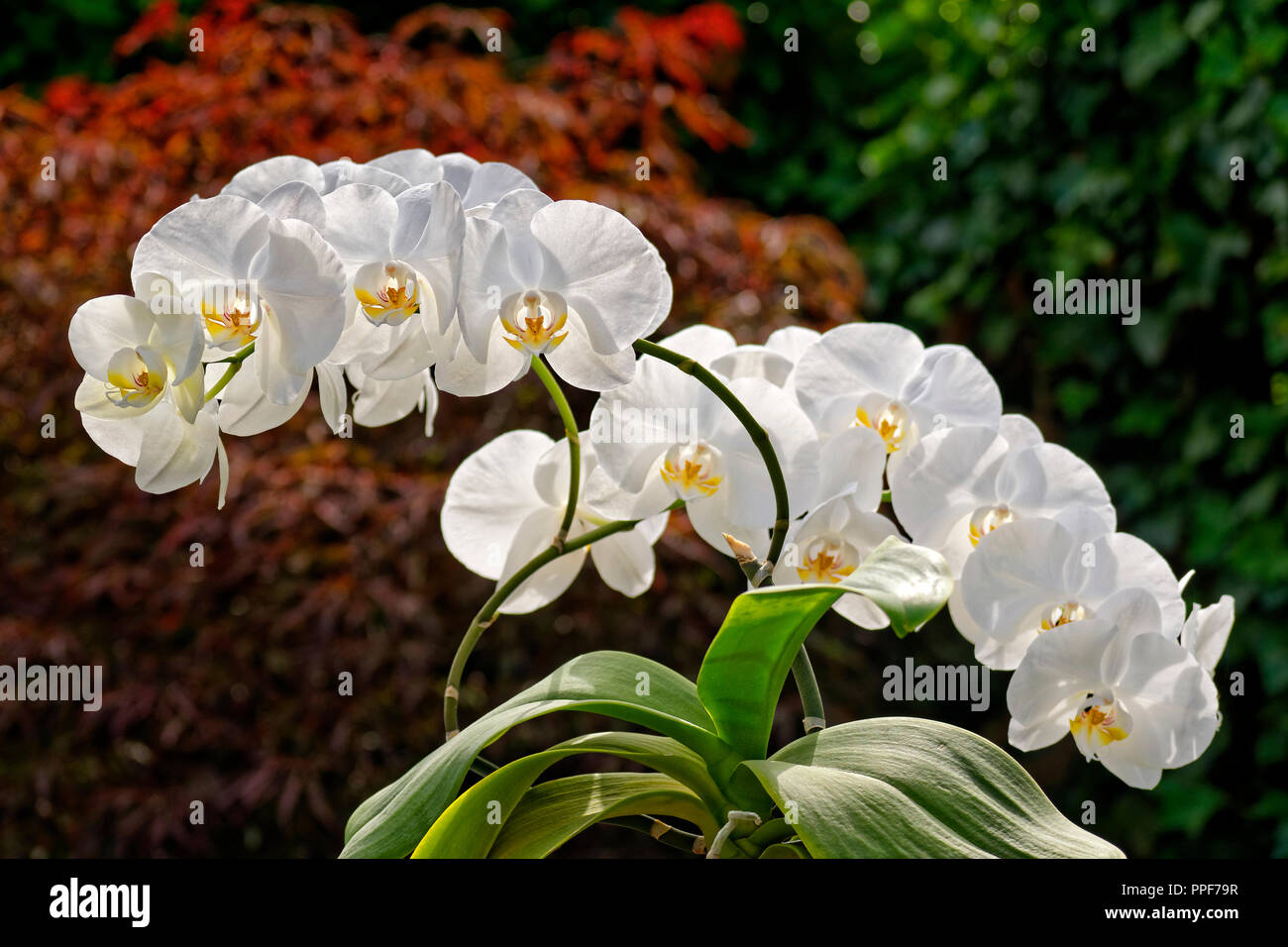 White Orchid sometimes called 'Moth' orchid. Phalaenopsis hybrid. Stock Photo