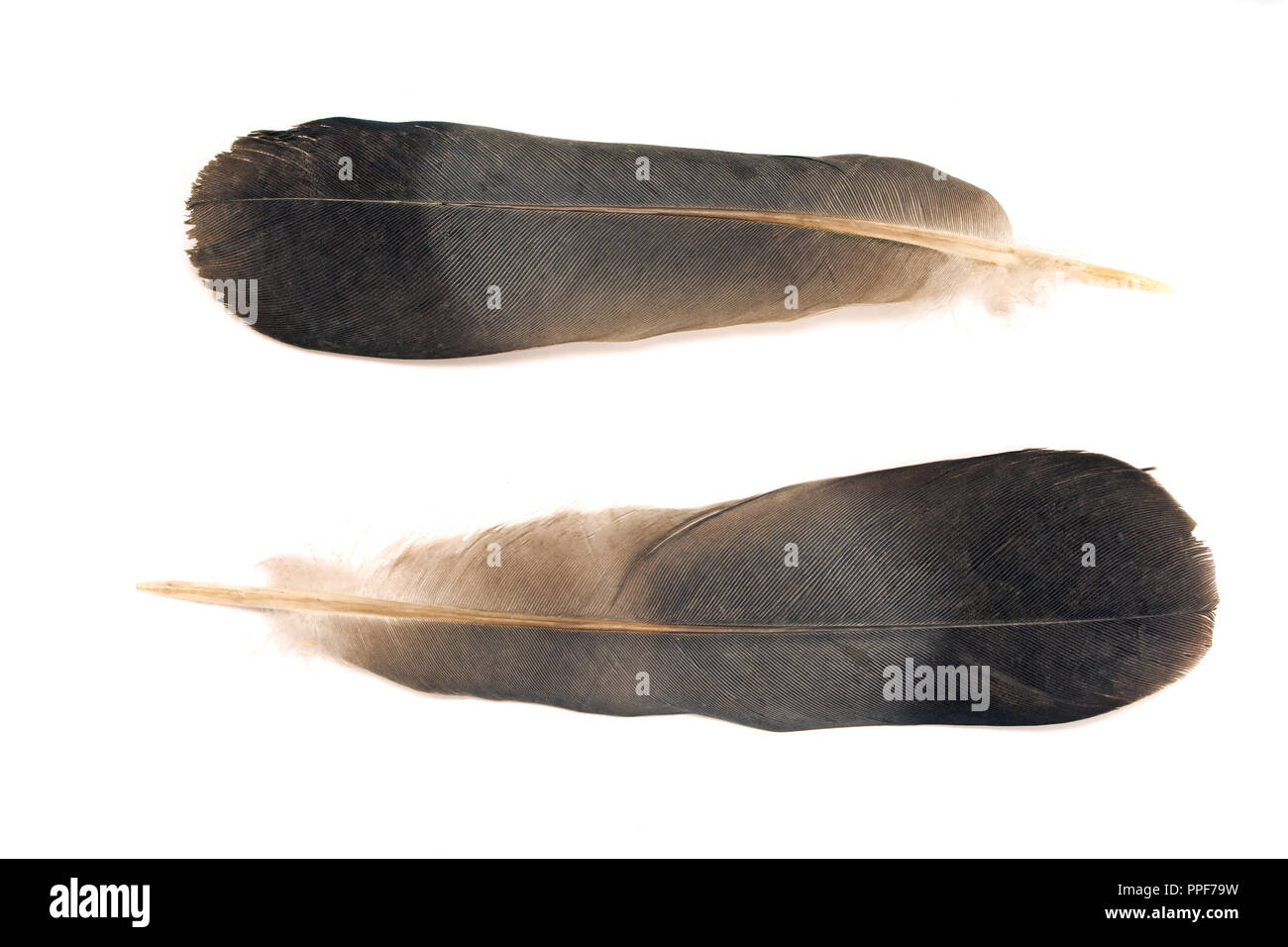 Feathers isolated on white background Stock Photo - Alamy
