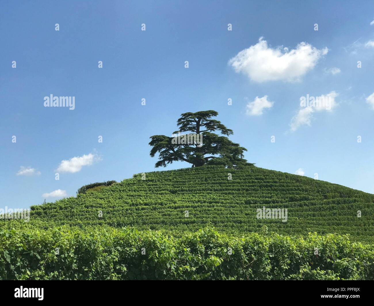 At the top of Monfalletto hill stands a cedar of Lebanon. The tree was planted by Costanzo Falletti di Rodello and Eulalia Della Chiesa di Cervignasco in memory of their wedding celebrated in 1856 and as a symbol of their love for the land. | usage worldwide Stock Photo