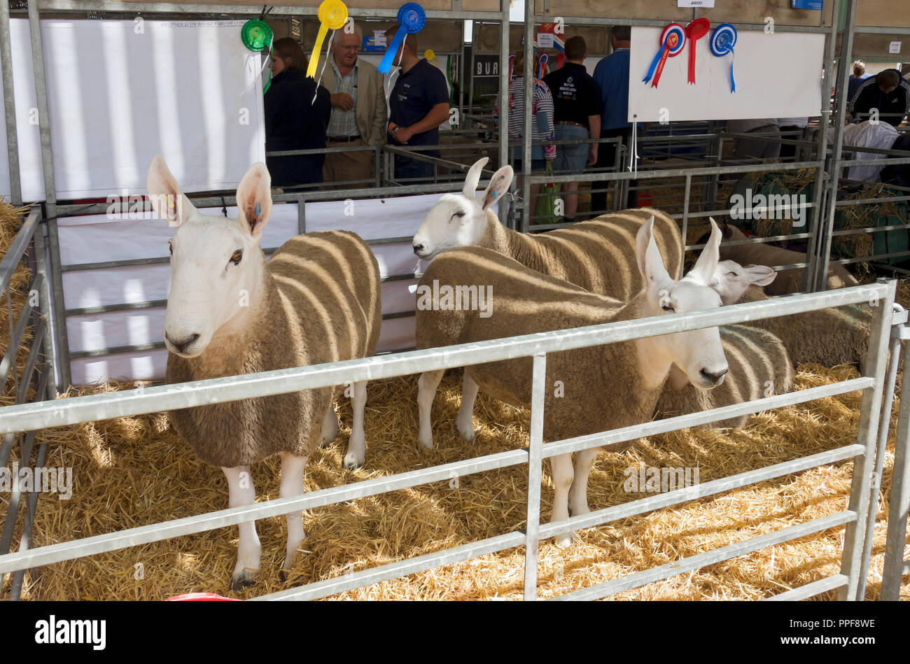 Close up of Border Leicester sheep in a pen at Great Yorkshire Show in summer Harrogate North Yorkshire England UK United Kingdom GB Great Britain Stock Photo