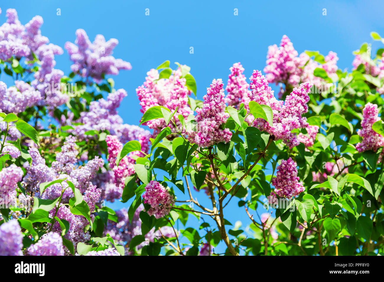 picture of lilac colored flowers at a lilac tree Stock Photo