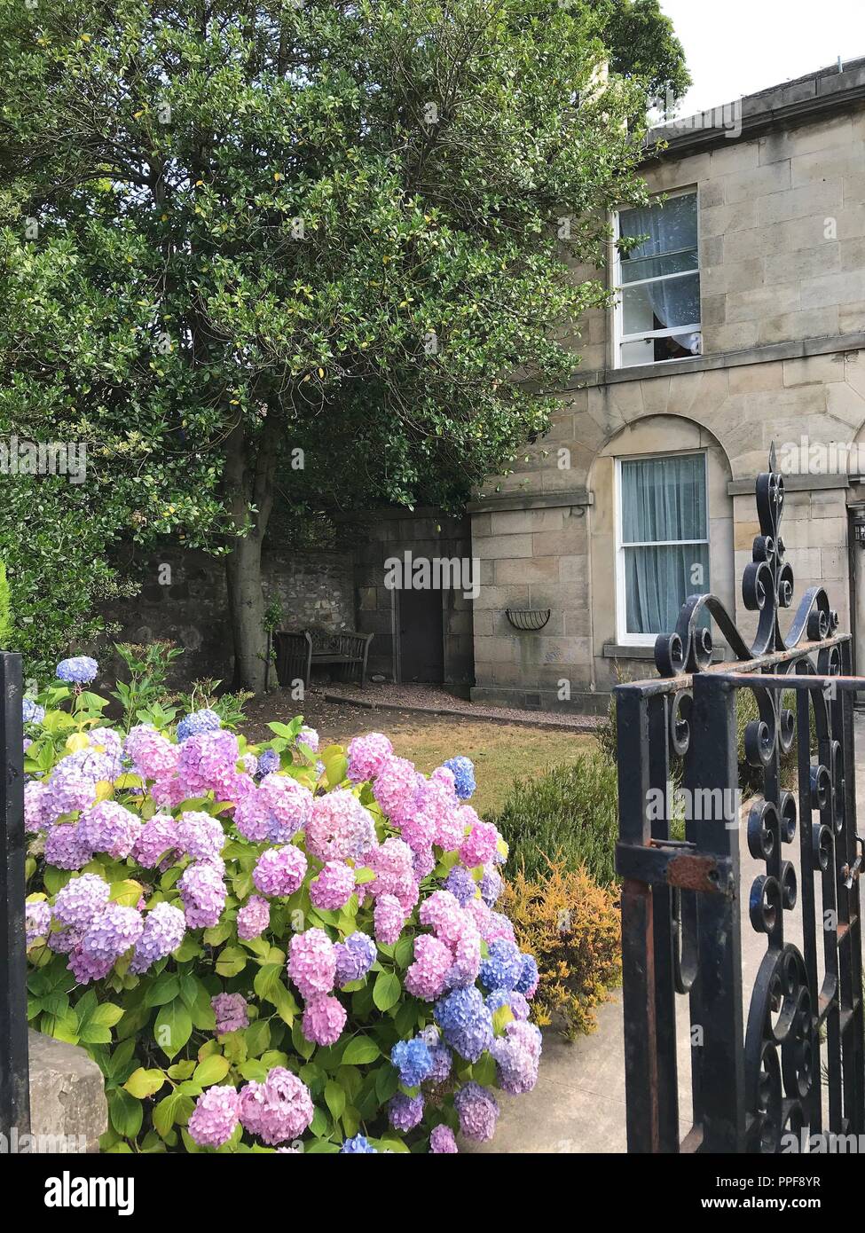 Lovely typical english garden at a Villa with hydrangea on Minto Street in Newington - Edinburgh - Scotland | usage worldwide Stock Photo