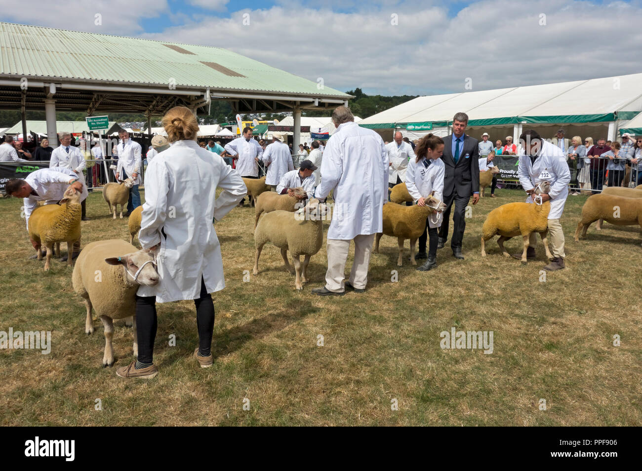 British Charollais sheep judging at the Great Yorkshire Show in summer Harrogate North Yorkshire England UK United Kingdom GB Great Britain Stock Photo
