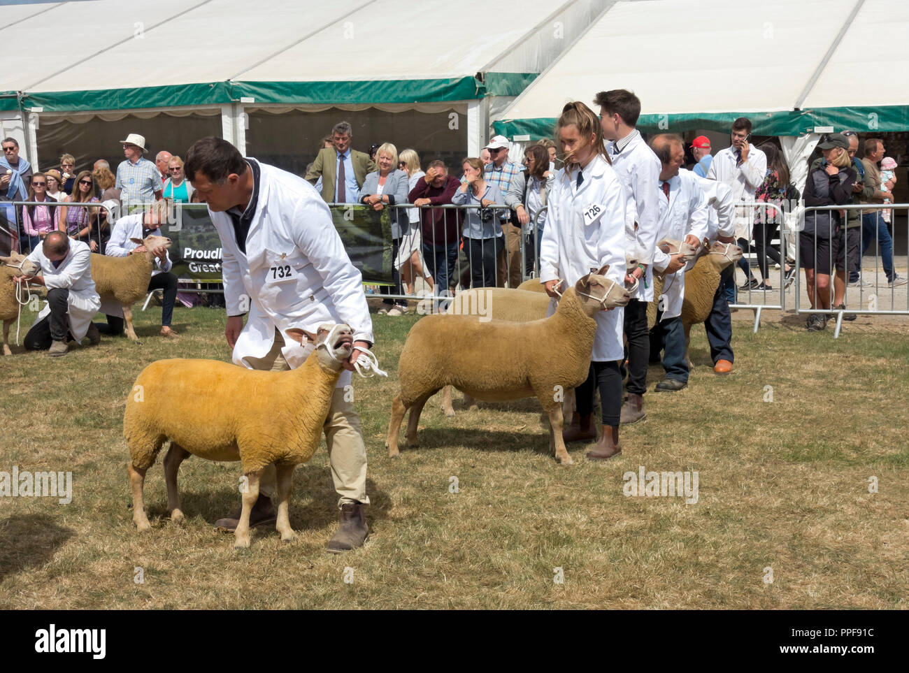 Farmers showing British Charollais sheep at the Great Yorkshire Show in summer Harrogate North Yorkshire England UK United Kingdom GB Great Britain Stock Photo