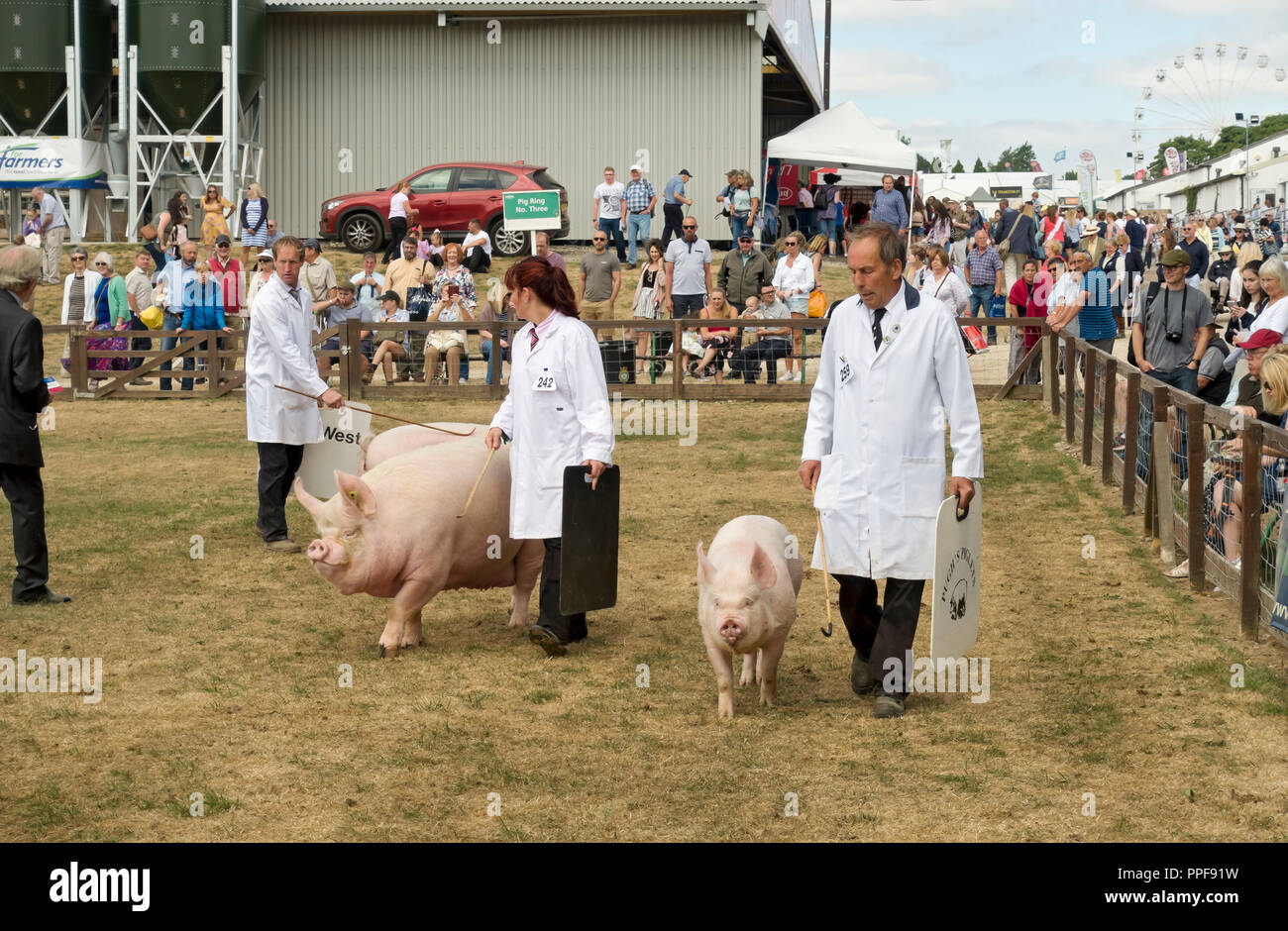 Pig farmers showing pigs being judged Great Yorkshire Show Harrogate North Yorkshire England UK United Kingdom GB Great Britain Stock Photo