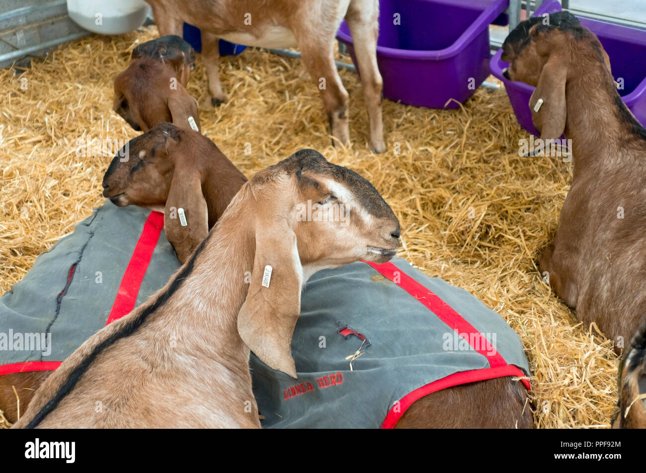 Close up of goats in a goat pen at the Great Yorkshire Show Harrogate North Yorkshire England UK United Kingdom GB Great Britain Stock Photo