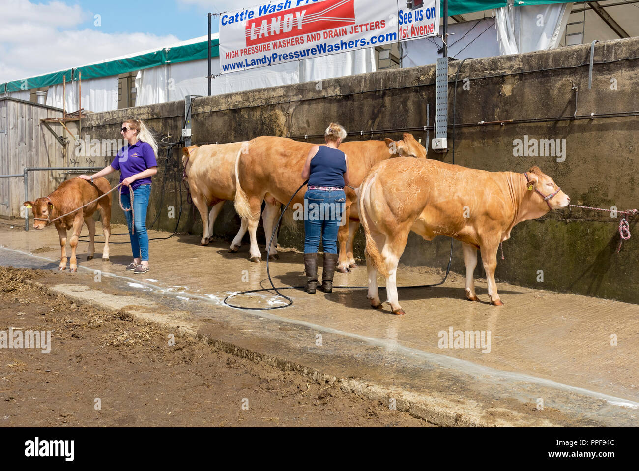 Farmer washing cattle cows livestock before judging Great Yorkshire Show in summer Harrogate North Yorkshire England UK United Kingdom Great Britain Stock Photo