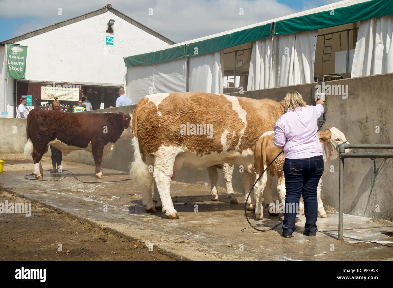 Cattle being washed by farmer before judging Great Yorkshire Show in summer Harrogate North Yorkshire England UK United Kingdom GB Great Britain Stock Photo