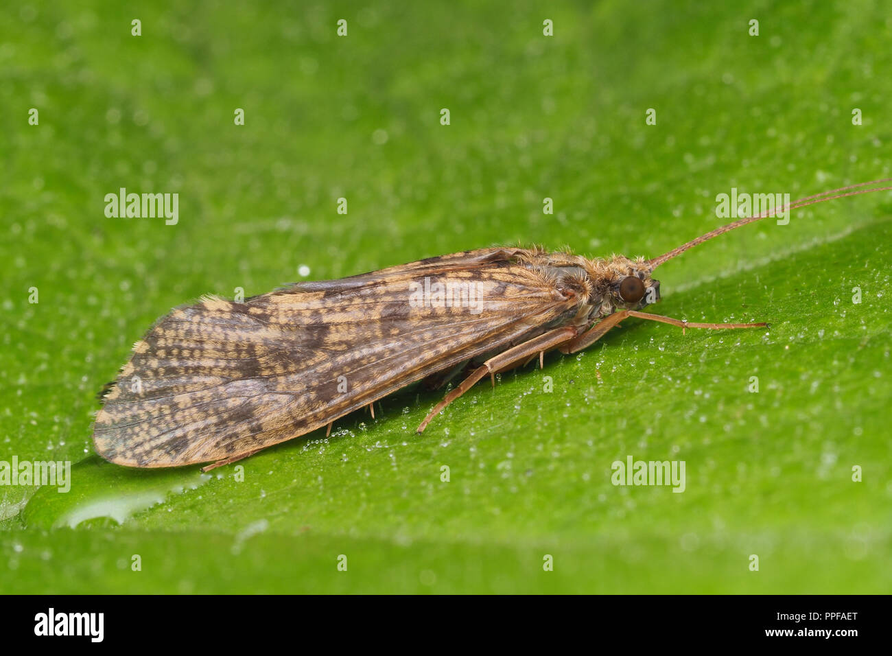 Species of sedge hires stock photography and images Alamy