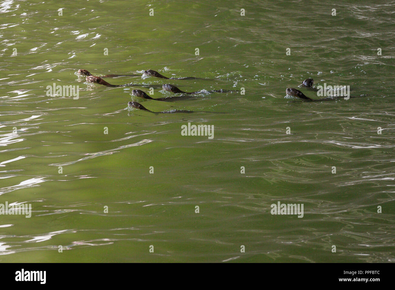 Family of Smooth Coated Otters hunting in Marina Bay Singapore Stock Photo