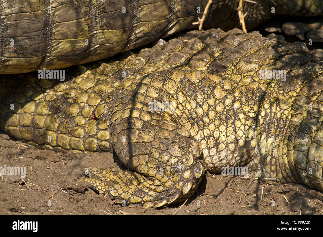 The scales and scutes of a crocodlie hide acts as a remarkably efficient absorber of solar warming that quickly transfers heat to the muscles through  Stock Photo