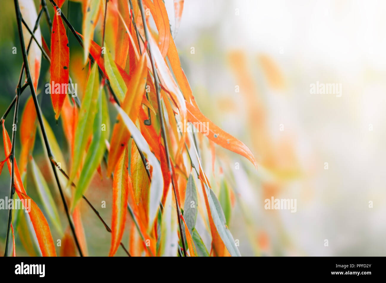 Autumn Willow Background Red Leaves Stock Photo Alamy